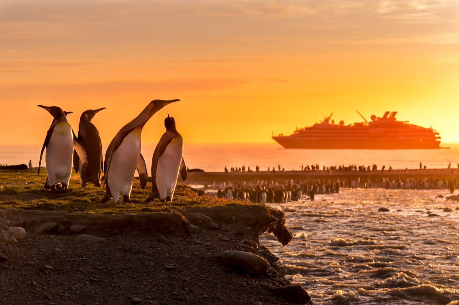 【南极双岛】【五星庞洛邮轮】南极半岛+南乔治亚群岛摄影巡游22天·邂逅60万王企鹅